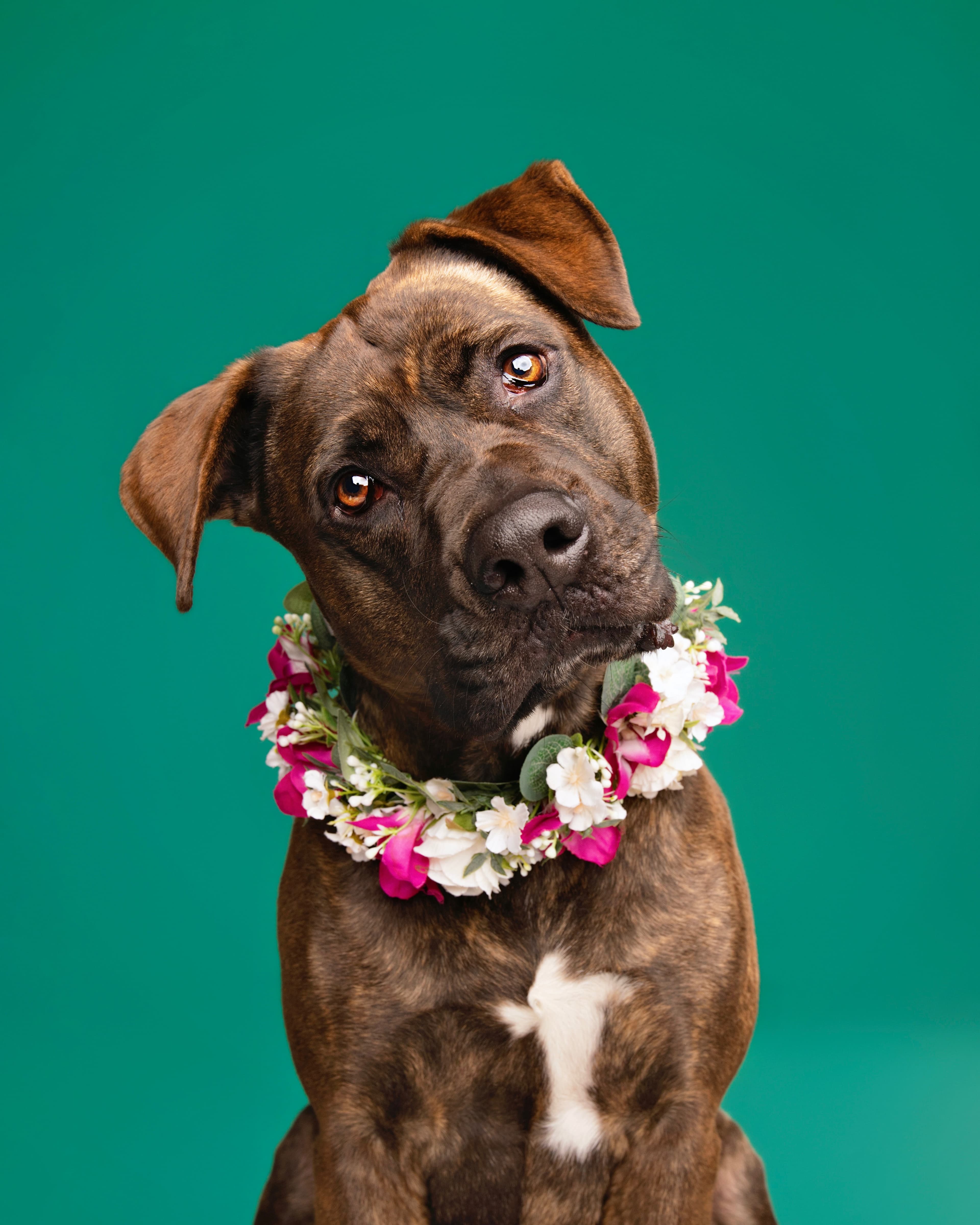 Gemma adoptable dog