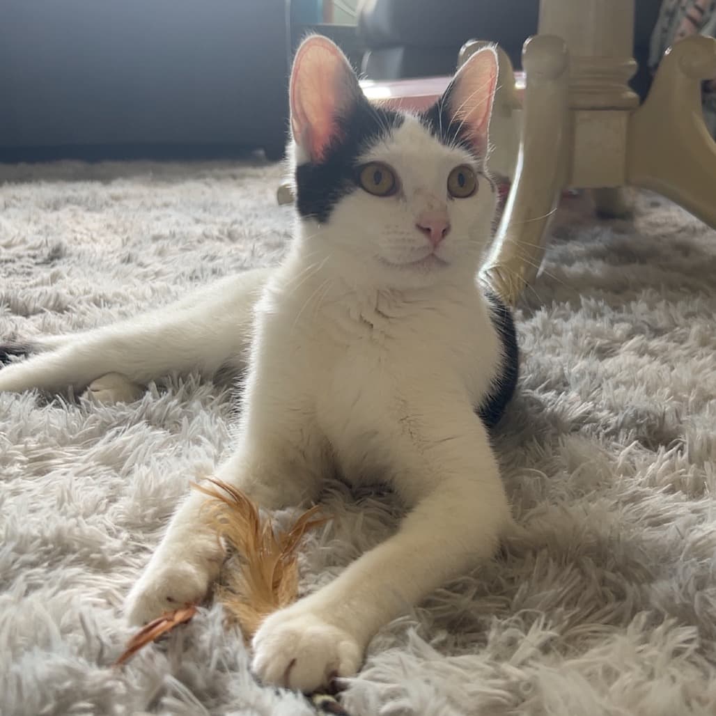 Cora