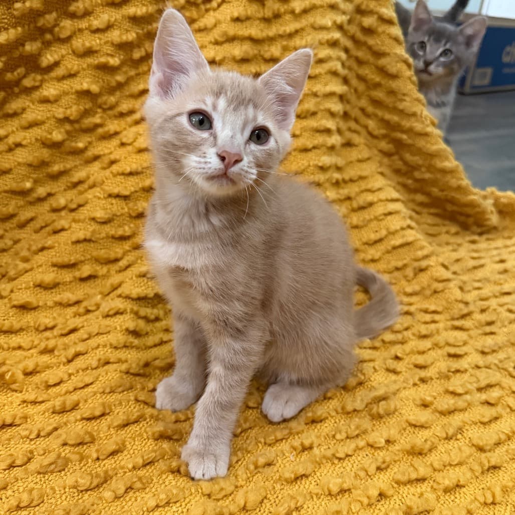 Miso