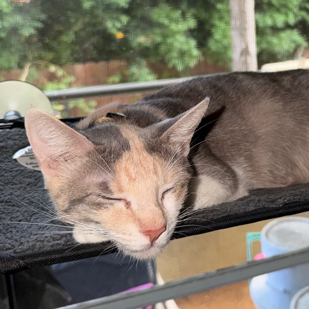 Mama Sushi