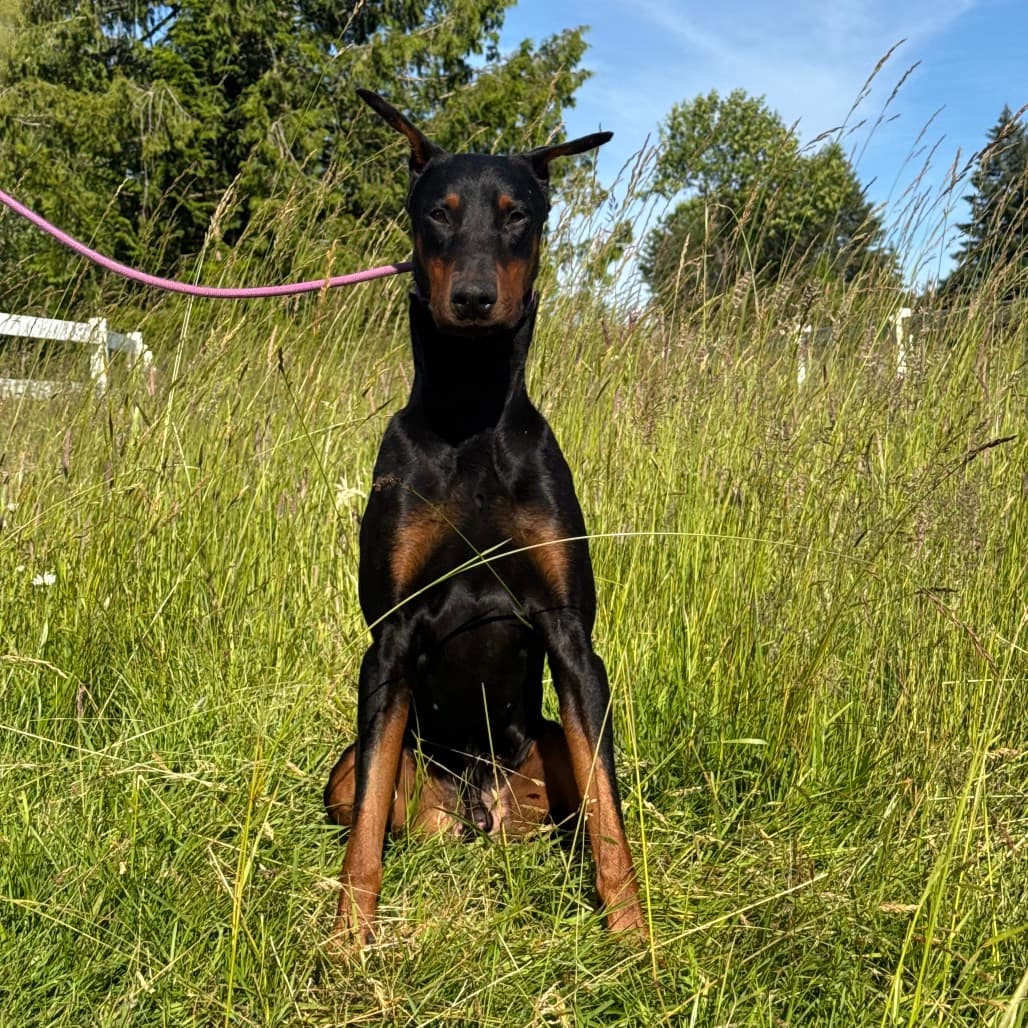 Zeus