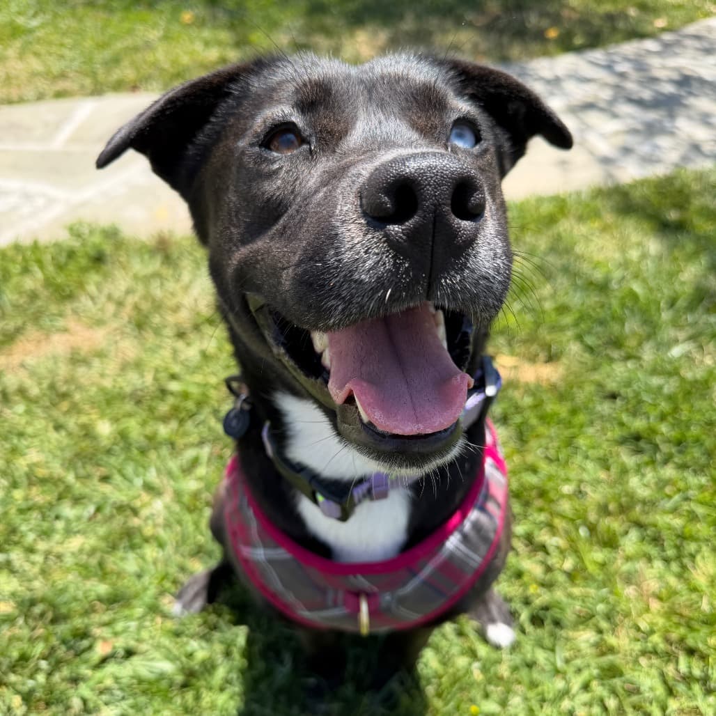 Shiloh thumbnail 4