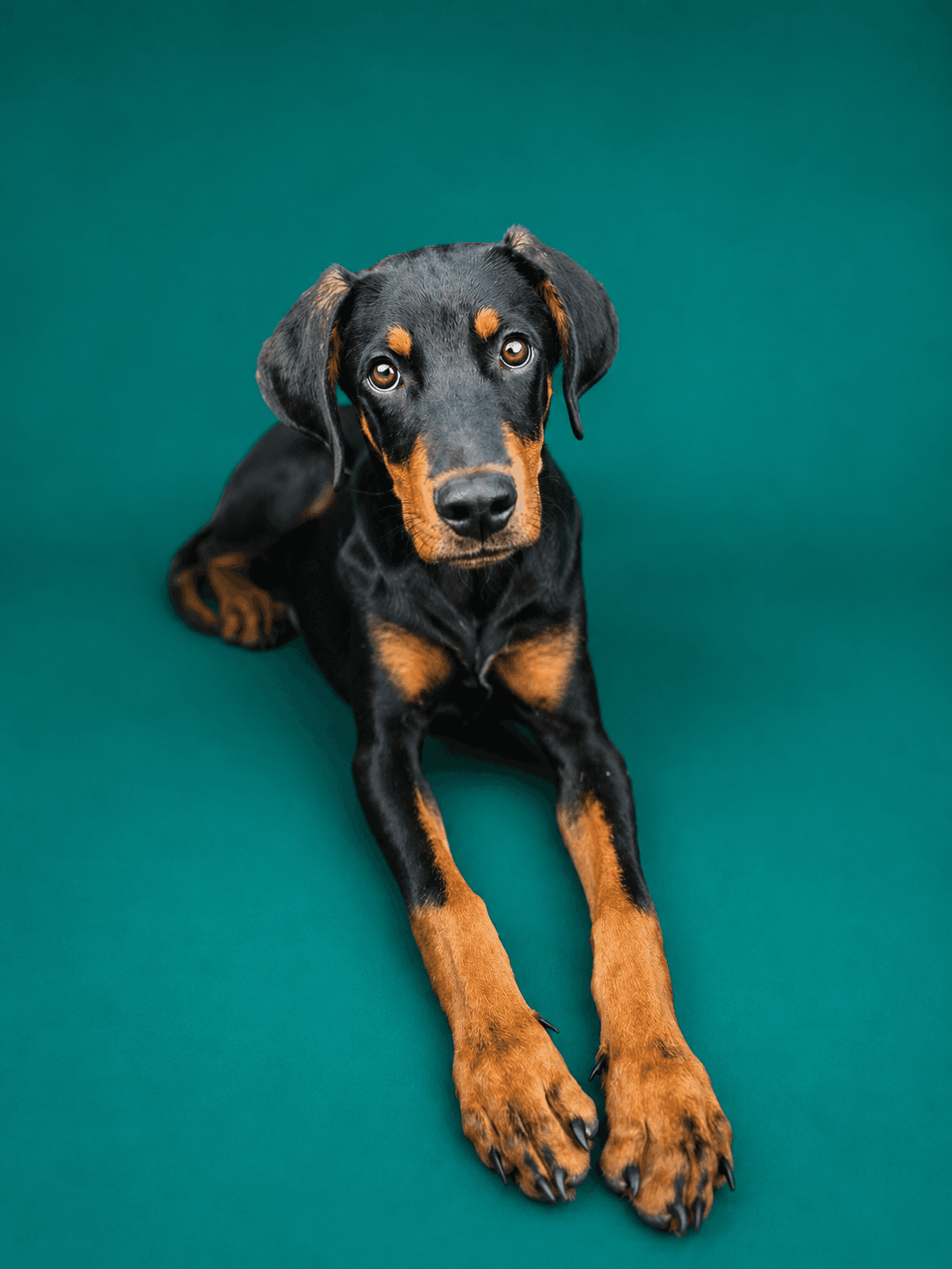 Marciano adoptable dog